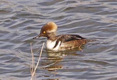 Wheeler Wildlife Refuge - 02/17/2010