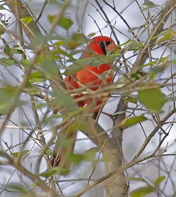 Wheeler Wildlife Refuge - 02/19/2010