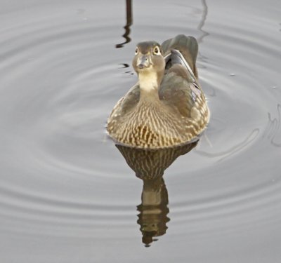 Wheeler Wildlife Refuge - 03/19/2010