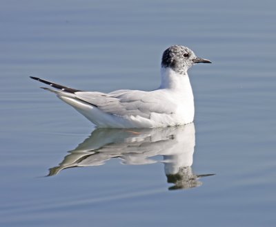 Wheeler Wildlife Refuge - 04/01/2010