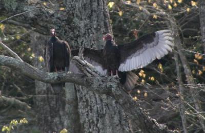 vulture1.jpg