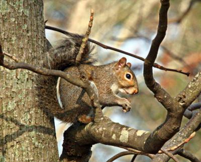 Gray Squirrels