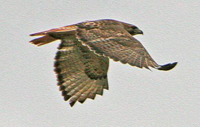 IMG_94971.jpg