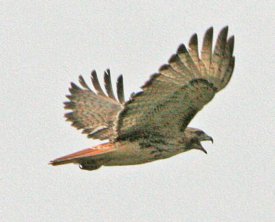 IMG_94991.jpg
