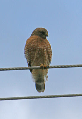 IMG_95241.jpg