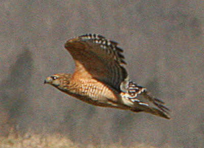 Winged Predators in Bama