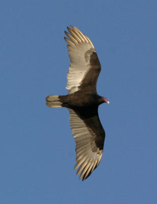 IMG_92411.jpg