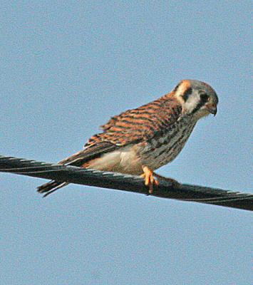 American Kestrels