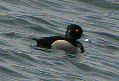 Ringneck Ducks