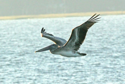 Charleston Bay Pelicans