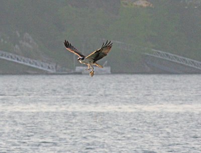 IMG_0193ospr22.jpg