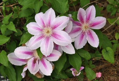 IMG_0687lily.jpg