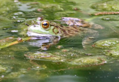 IMG_0586frog.jpg