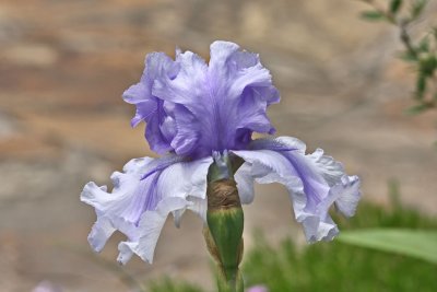 IMG_0576iris.jpg