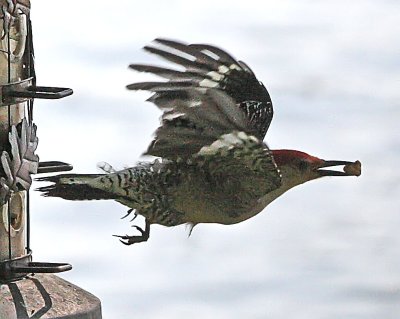 IMG_0164wp.jpg