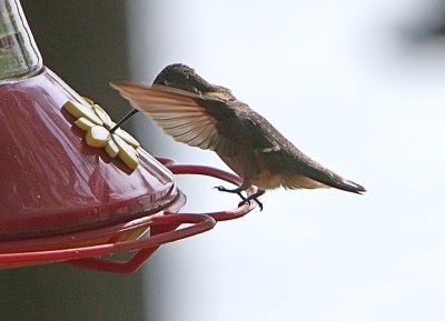 IMG_0036hb.jpg