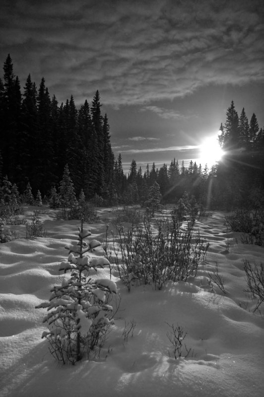 Bragg Creek  - B&W