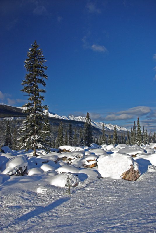 From the Icefields Parkway