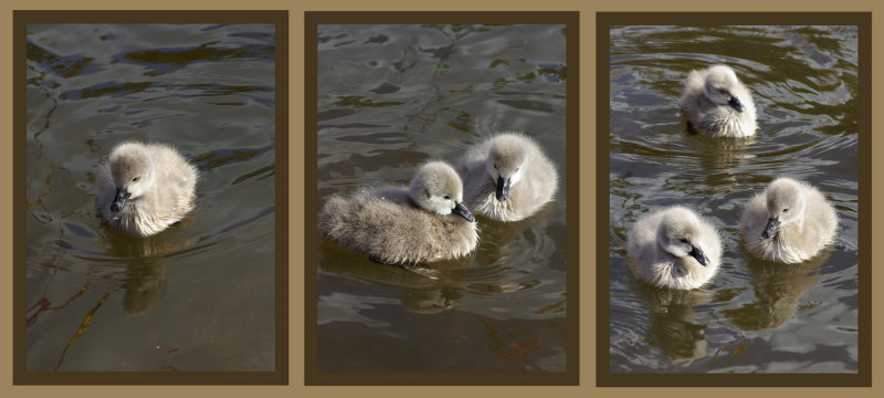 Cygnets