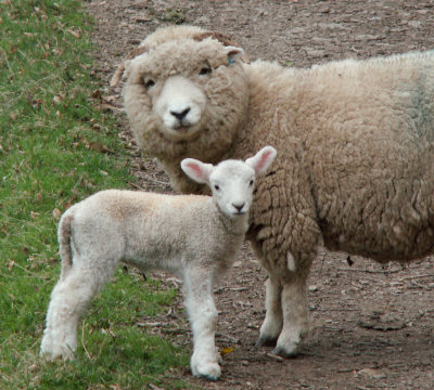 Exmoor sheep
