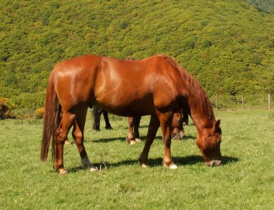 Exmoor horses