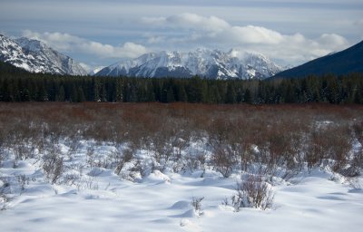 Moose Meadow