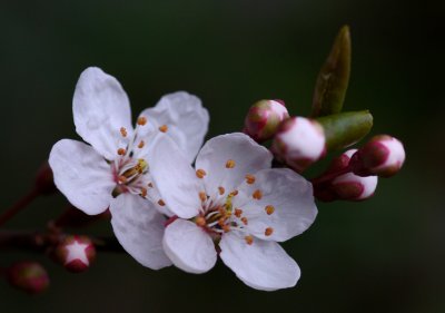 Spring blossom (Cherry I think)