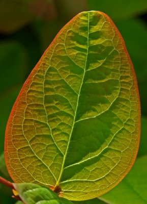 Back lit leaf