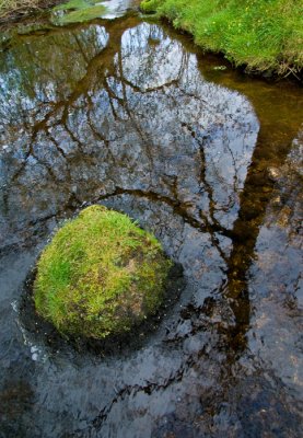 Reflection in stream