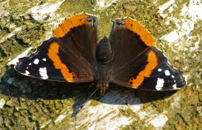 Red admiral on a silver birch