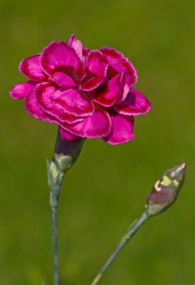 Carnation