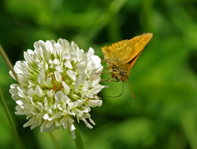 Skipper