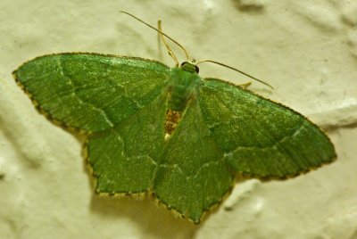 Large Emerald Moth