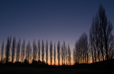 Poplar trees at sunrise