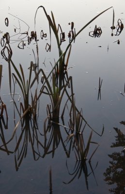 Reed reflection