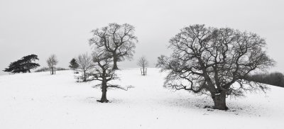 High Key Snow - Devon