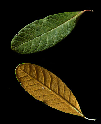 Two sides, one leaf