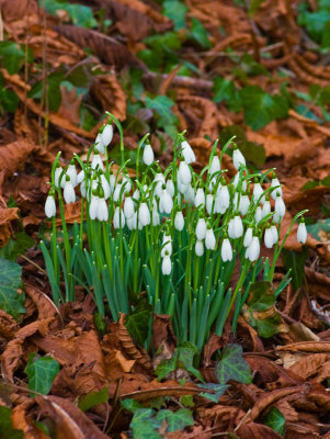 Snowdrops for Valentines day