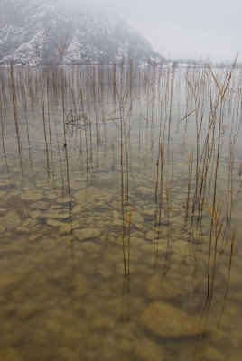 Reeds in Lake Mondsee - Austria
