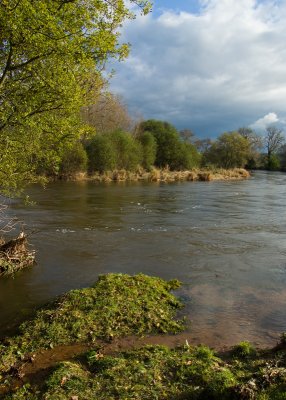 The River Exe near Brampford Speke