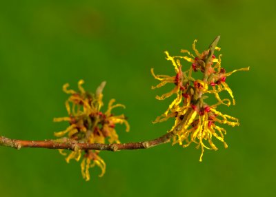 Hamamelis