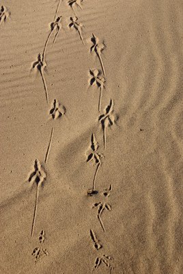 Tracks in the sand