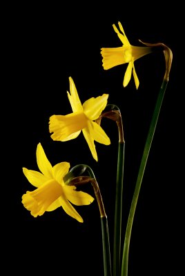 3 Daffodils