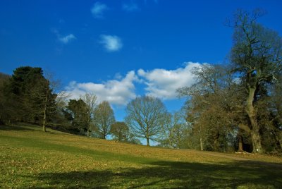Woods near Killerton garden - Devon