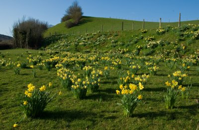 Daffodils near Bickleigh -  Mid Devon