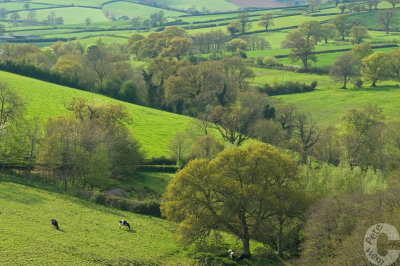 Little Dart valley - Mid Devon