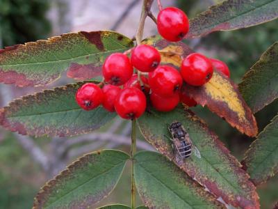 Garden berries