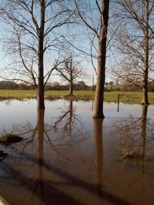 Floods trees