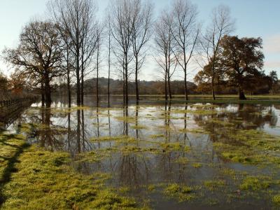 Floods trees