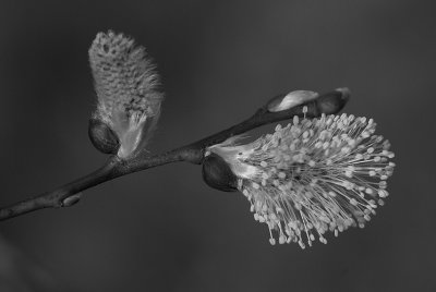 Weeping Willow B&W